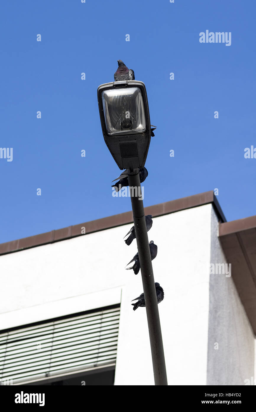 Haus Tauben Stock Photos Haus Tauben Stock Images Alamy
