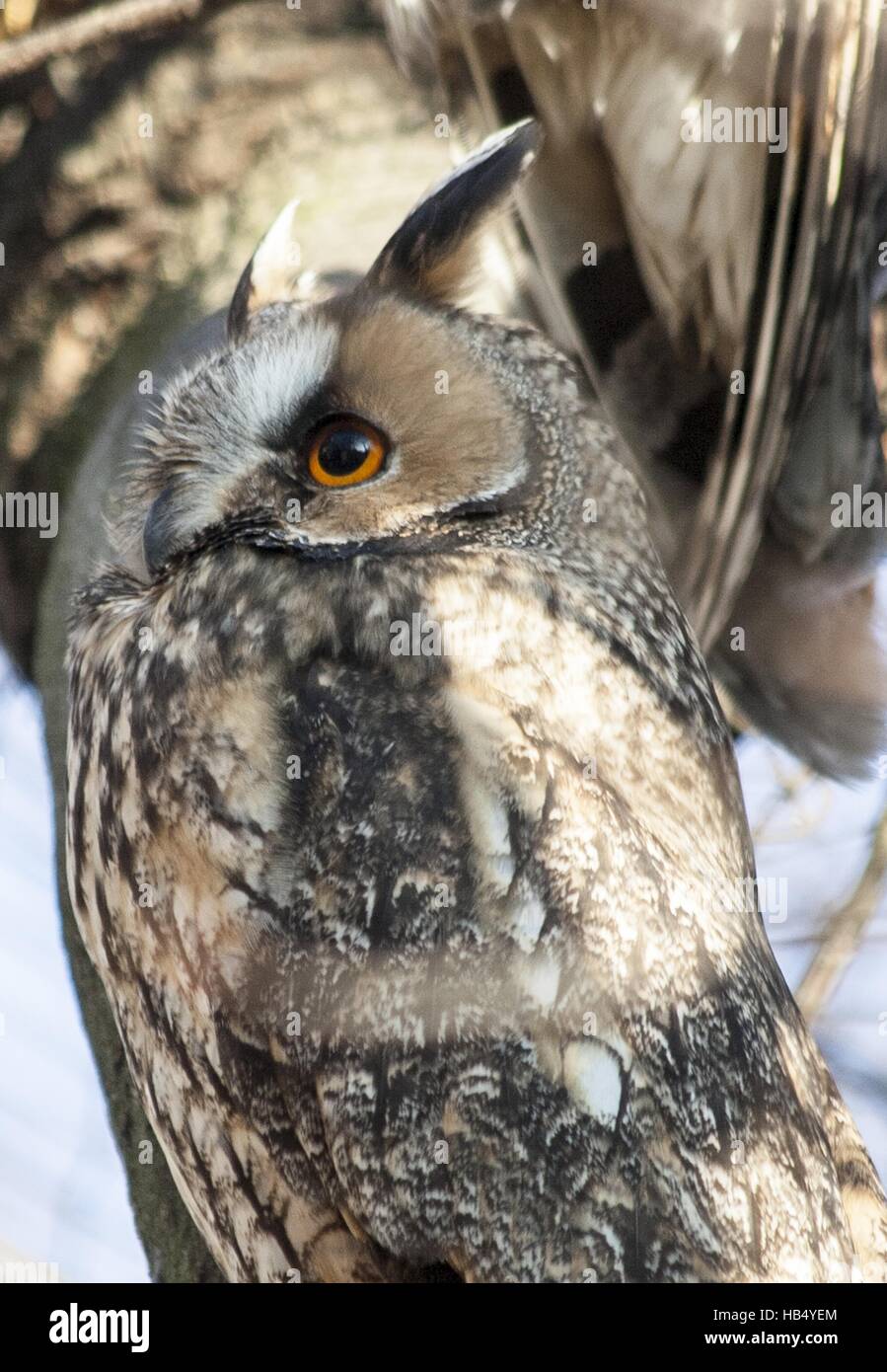 Eigentlichen eulen hi-res stock photography and images - Alamy