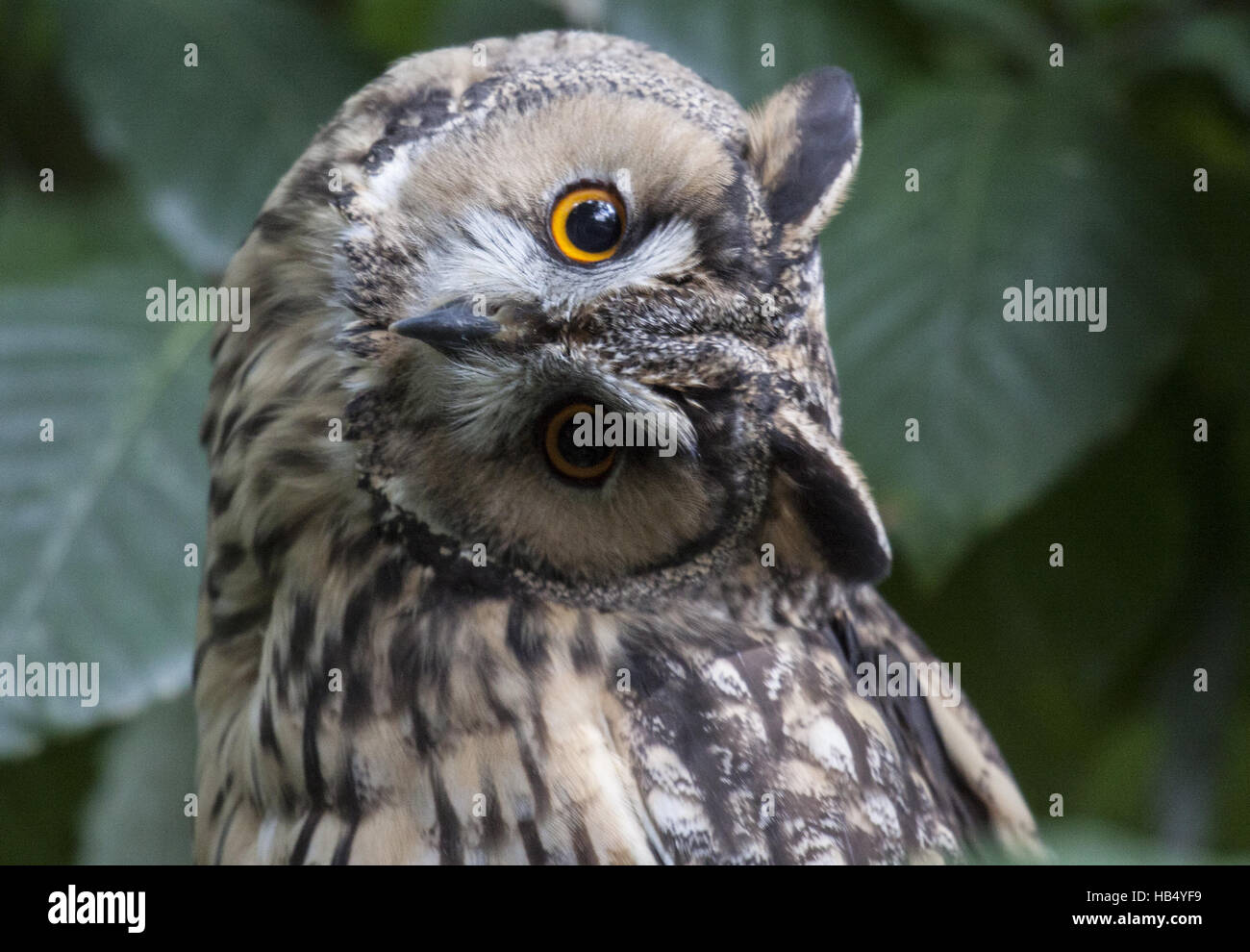 Long-eared Owl Stock Photo