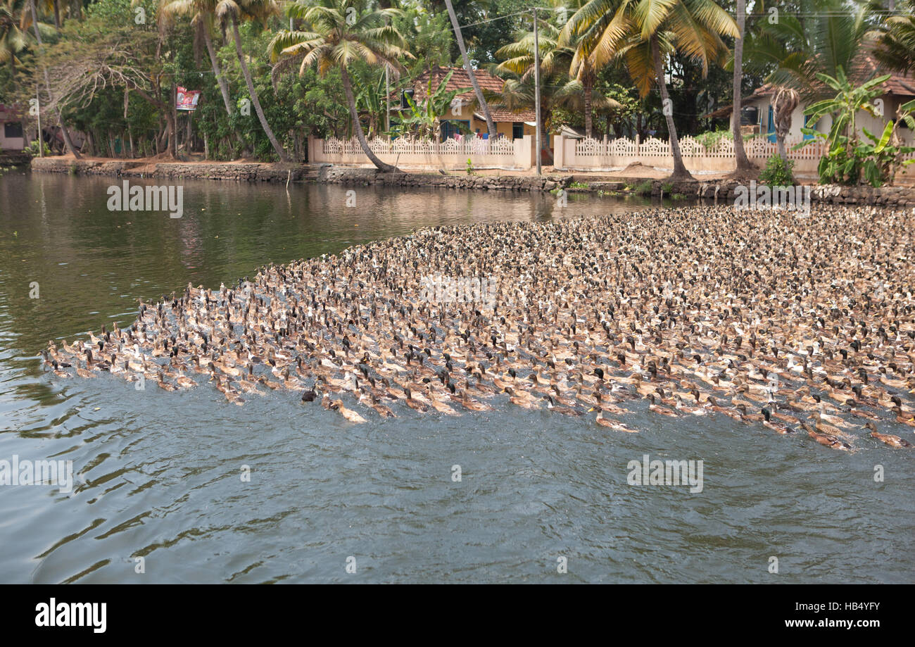 Kerala village scenery hi-res stock photography and images - Alamy