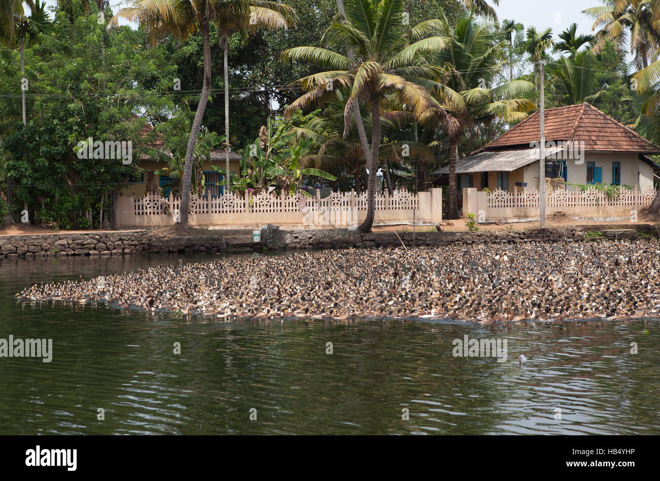 flock of ducks on the backwaters in Chennamkary, Kerala,India Stock Photo
