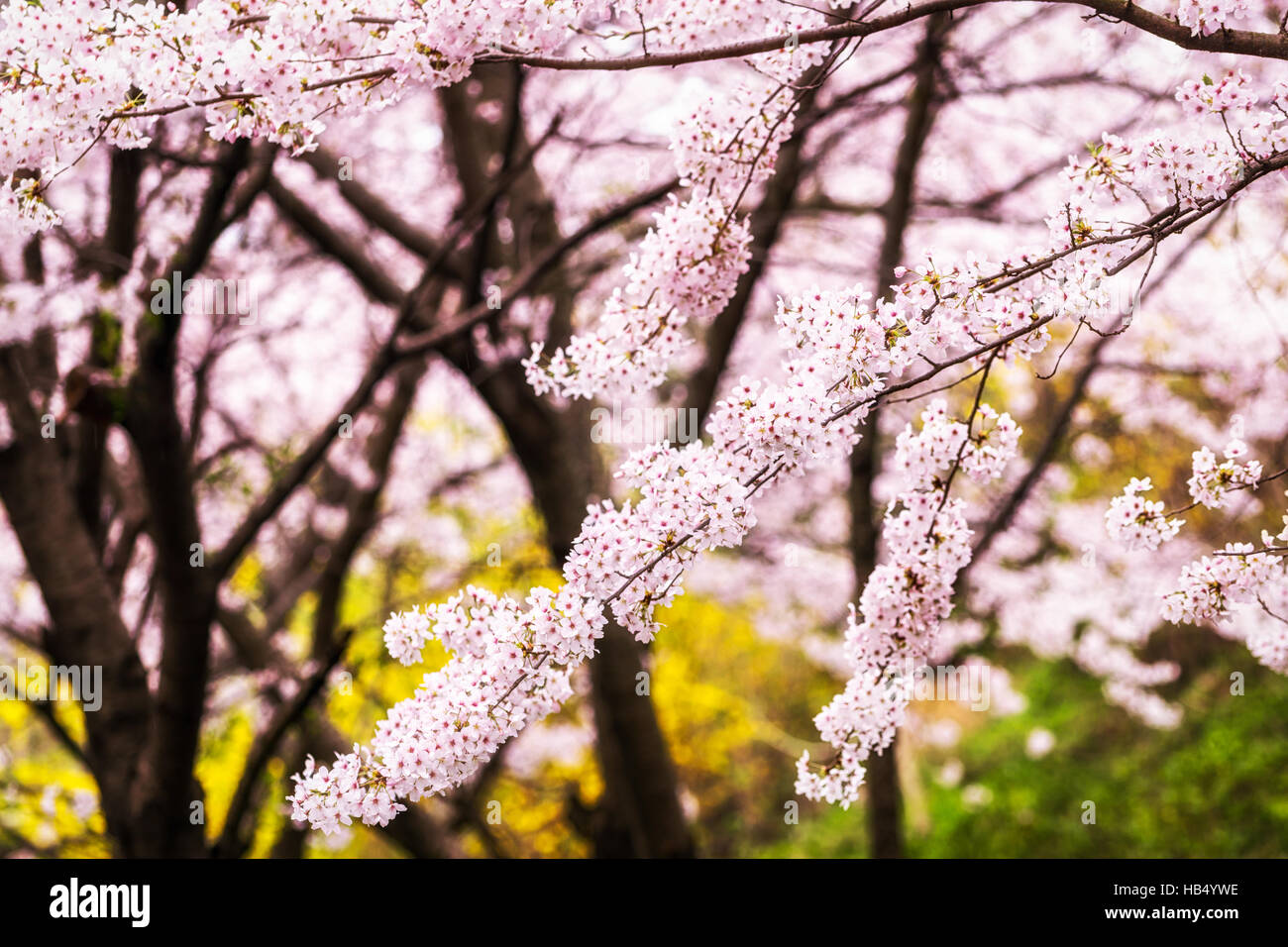 cherry blossoms during blooming season Stock Photo Alamy