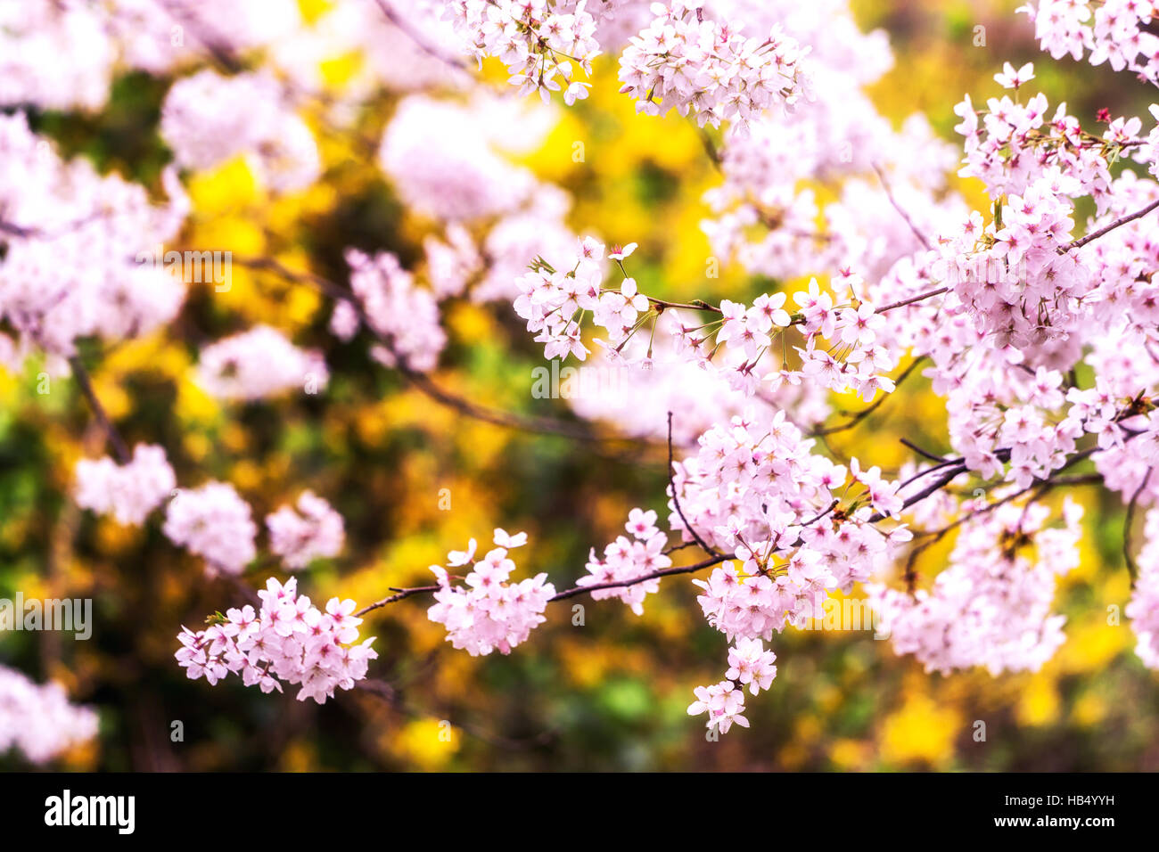 cherry blossoms during blooming season Stock Photo Alamy