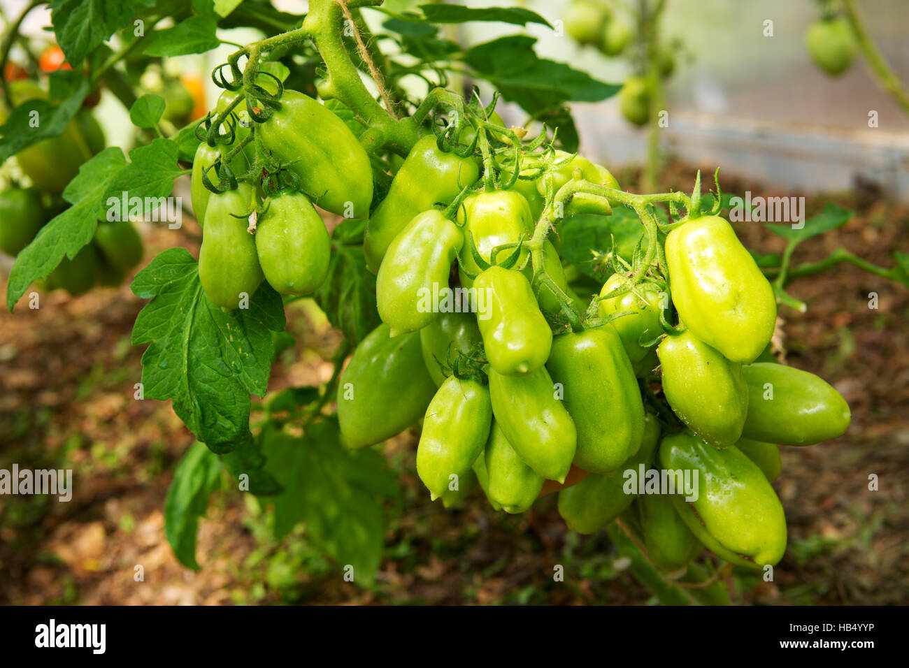 Growth Ripe Tomatoes In Greenhouse Stock Photo - Alamy