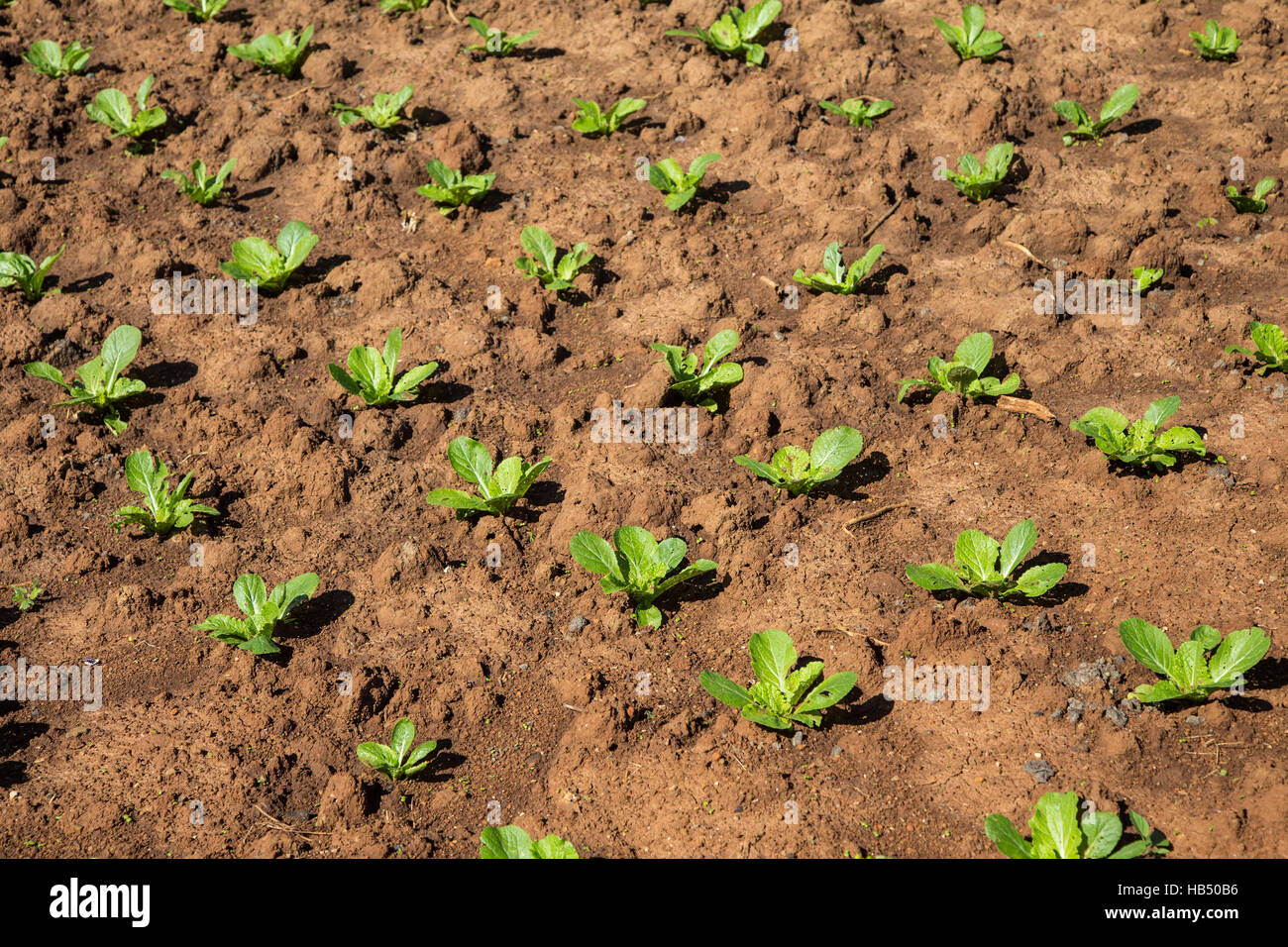 Evolution of plants hi-res stock photography and images - Alamy