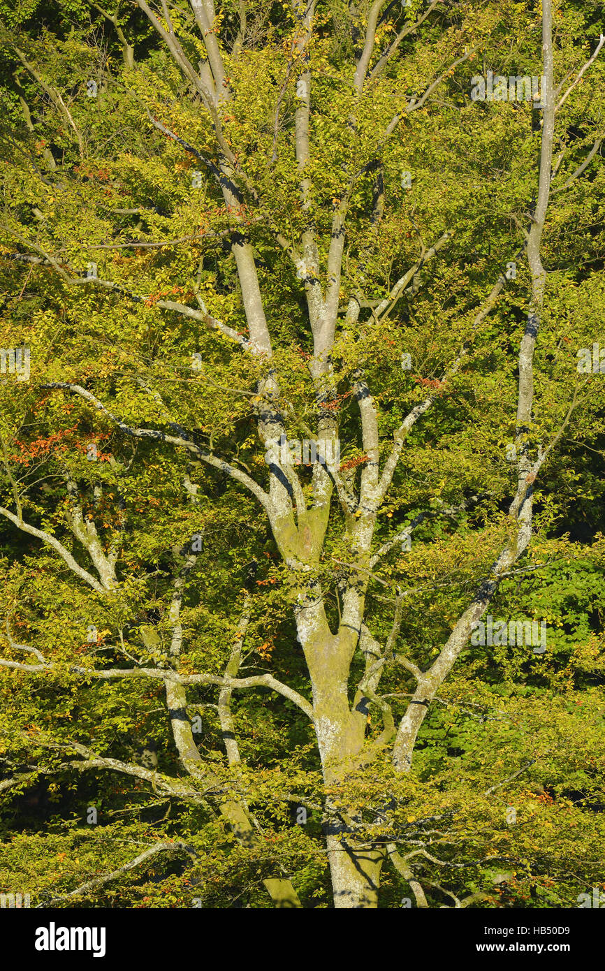 Beech tree in autumn Stock Photo Alamy