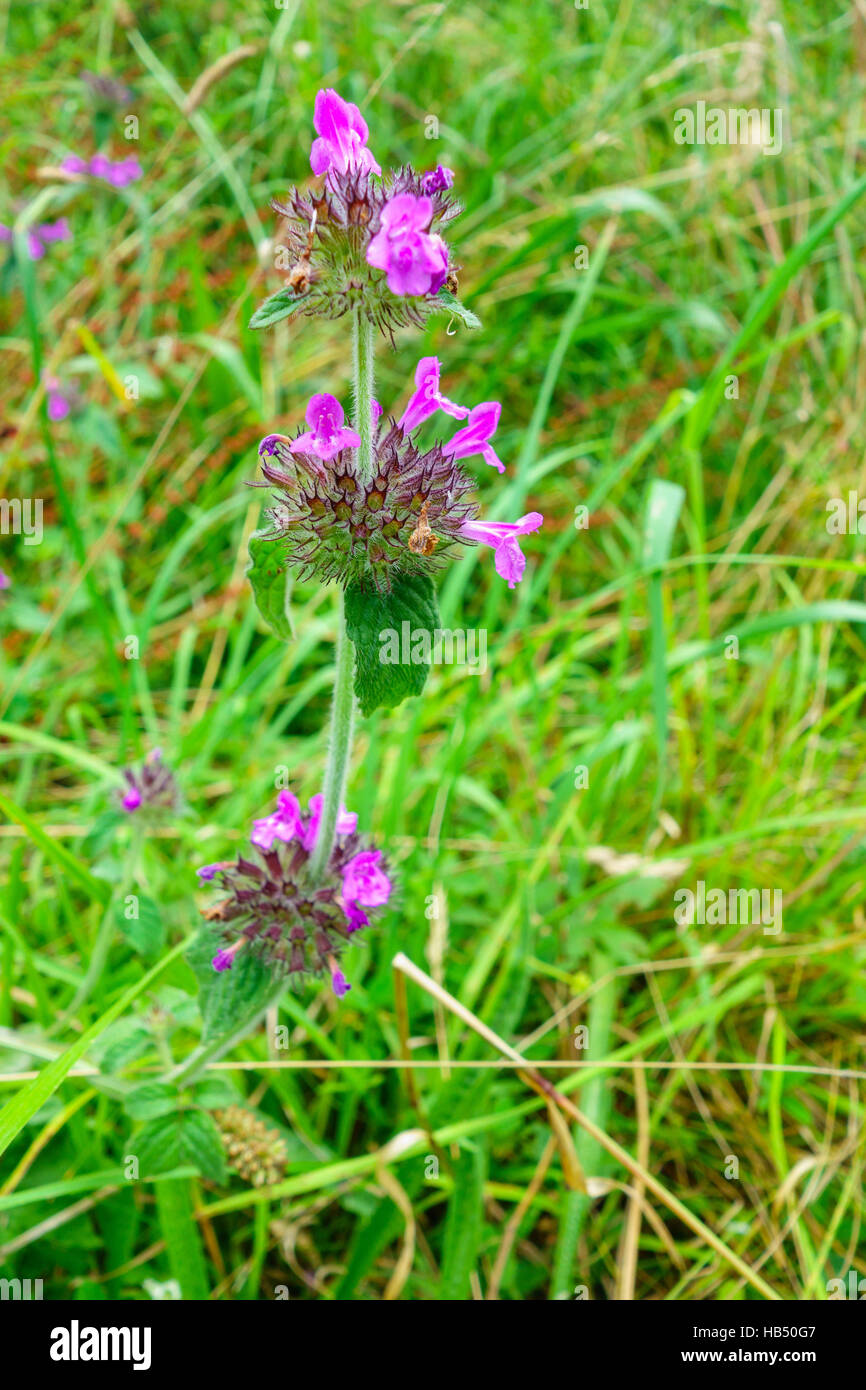 Wild Basil (Clinopodium vulgare) growing on a Nature reserve in the Herefordshire uk countryside flowering July/September Stock Photo