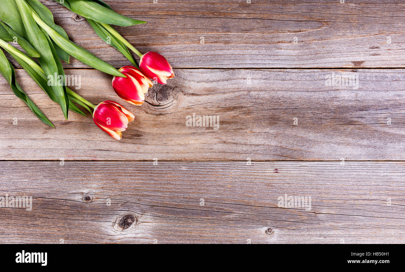 Seasonal tulips on stressed wood background Stock Photo
