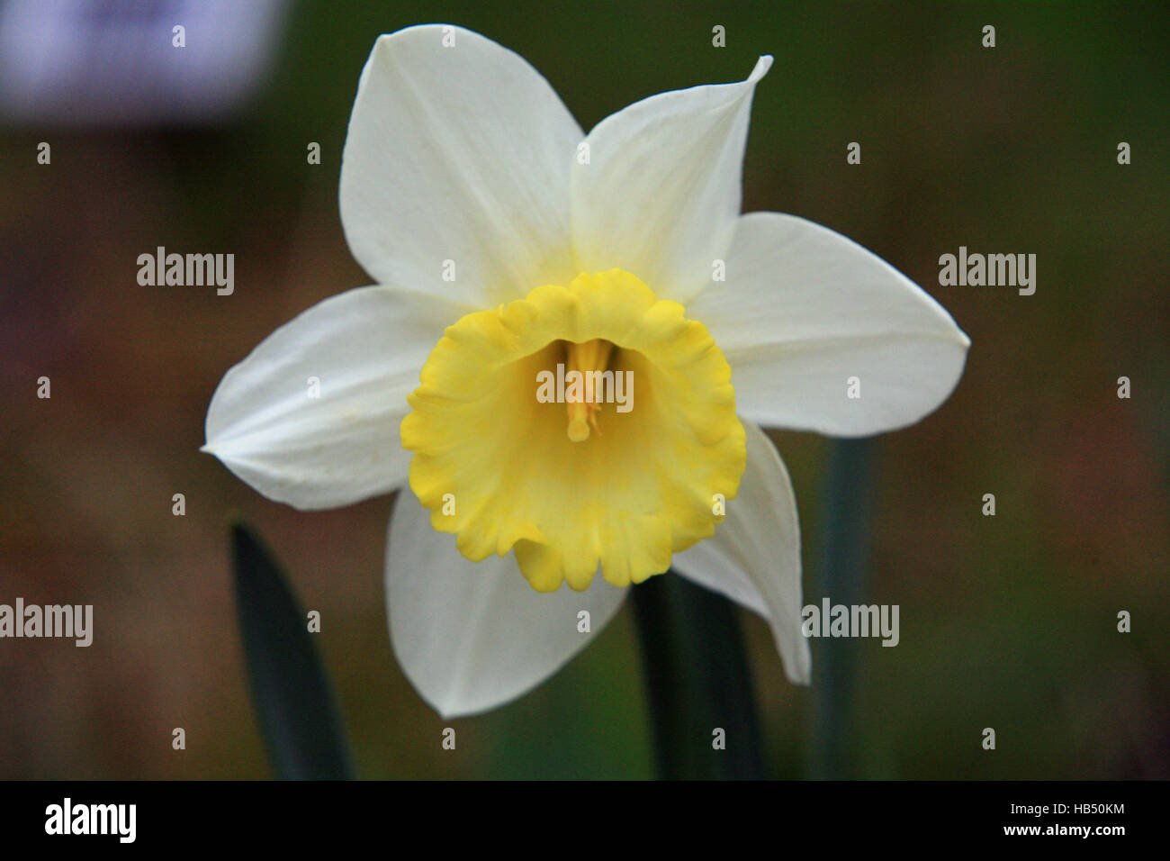 narcissus, daffodil Stock Photo