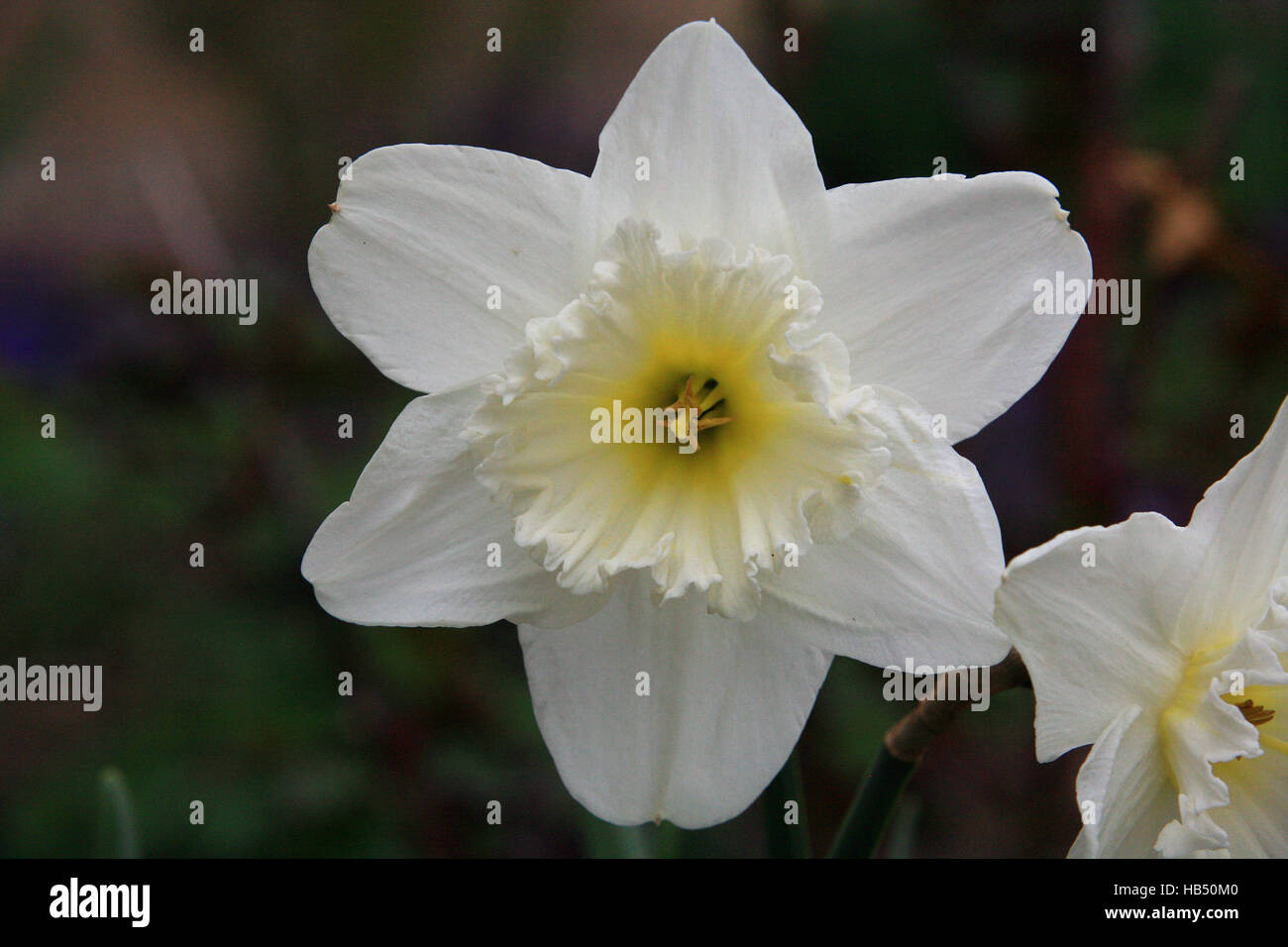narcissus, daffodil Stock Photo