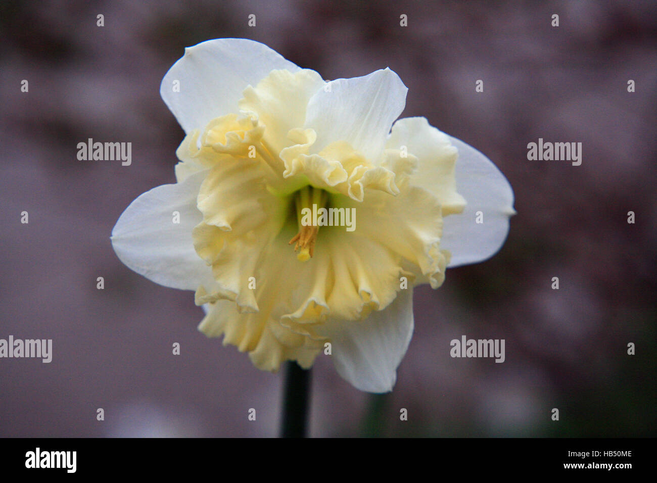 narcissus, daffodil Stock Photo