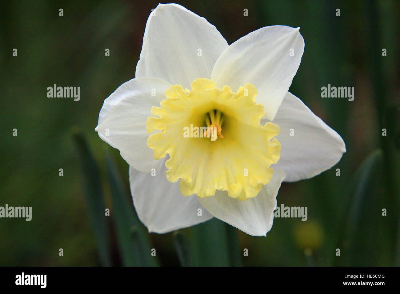 narcissus, daffodil Stock Photo