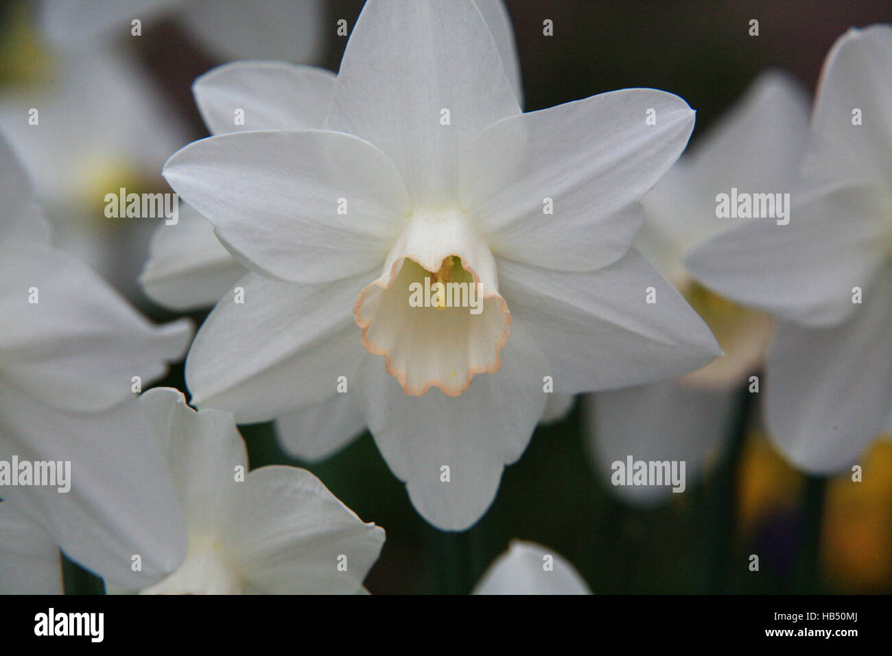 narcissus, daffodil Stock Photo