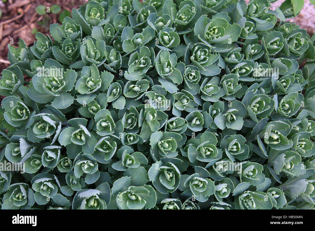 Stonecrop Stock Photo