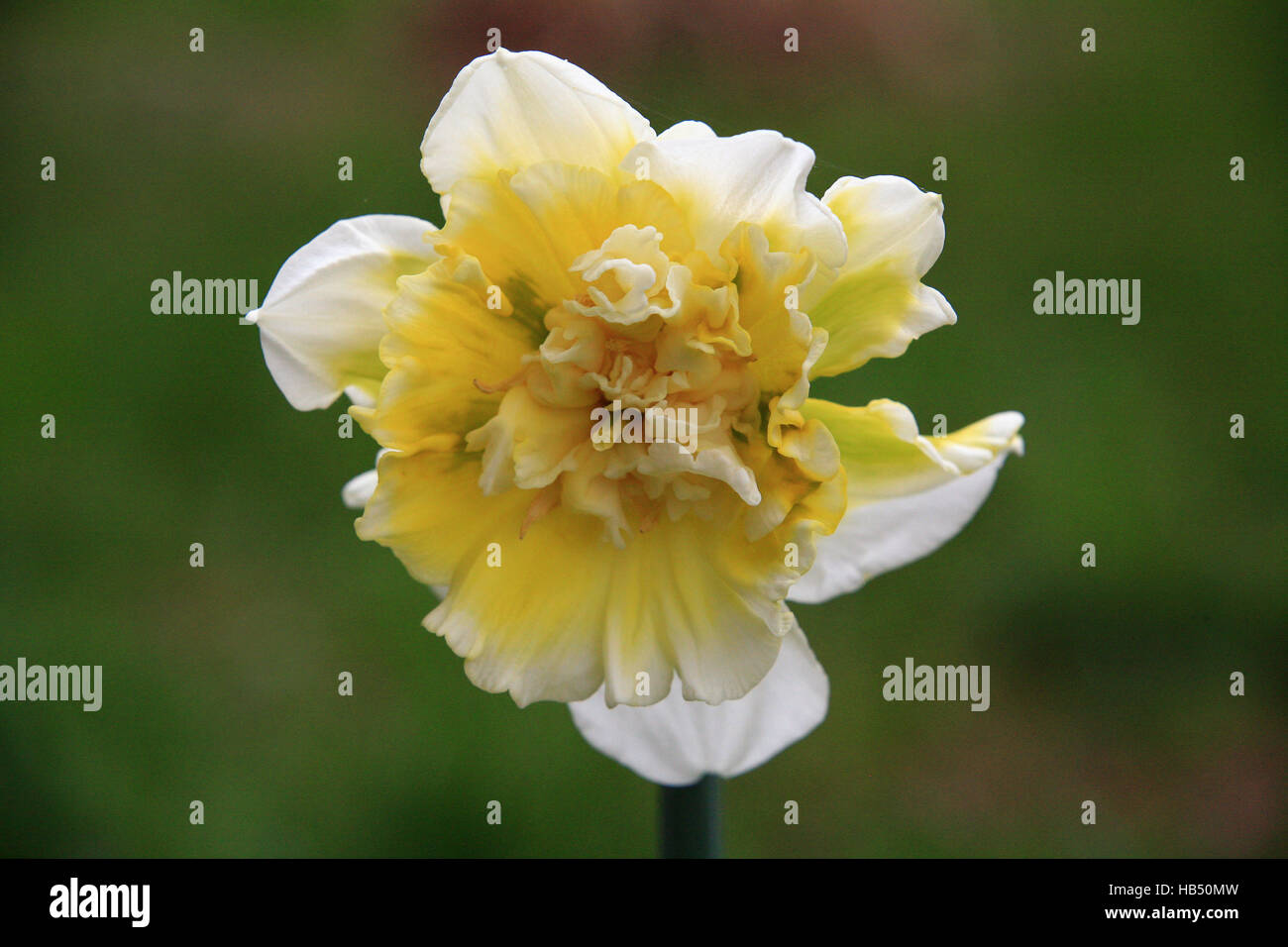 narcissus, daffodil Stock Photo