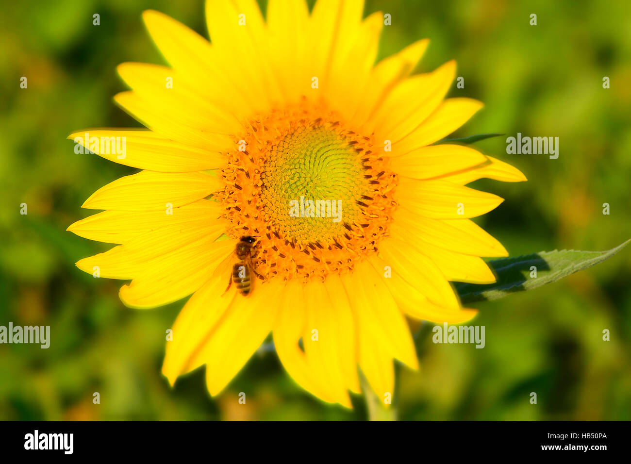 background picture of a sunflower field Stock Photo - Alamy