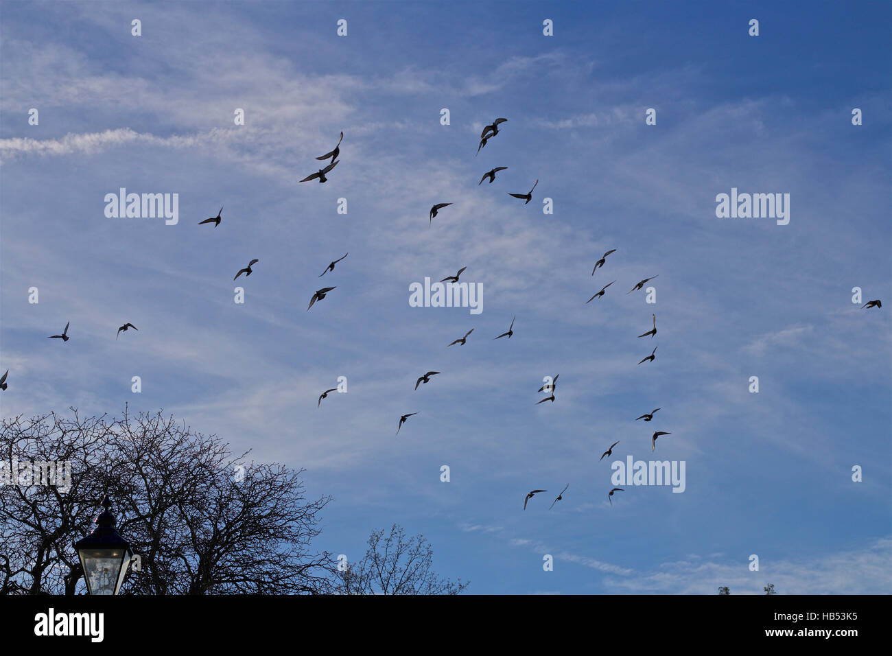 Flying birds bright blue sky hi-res stock photography and images - Alamy