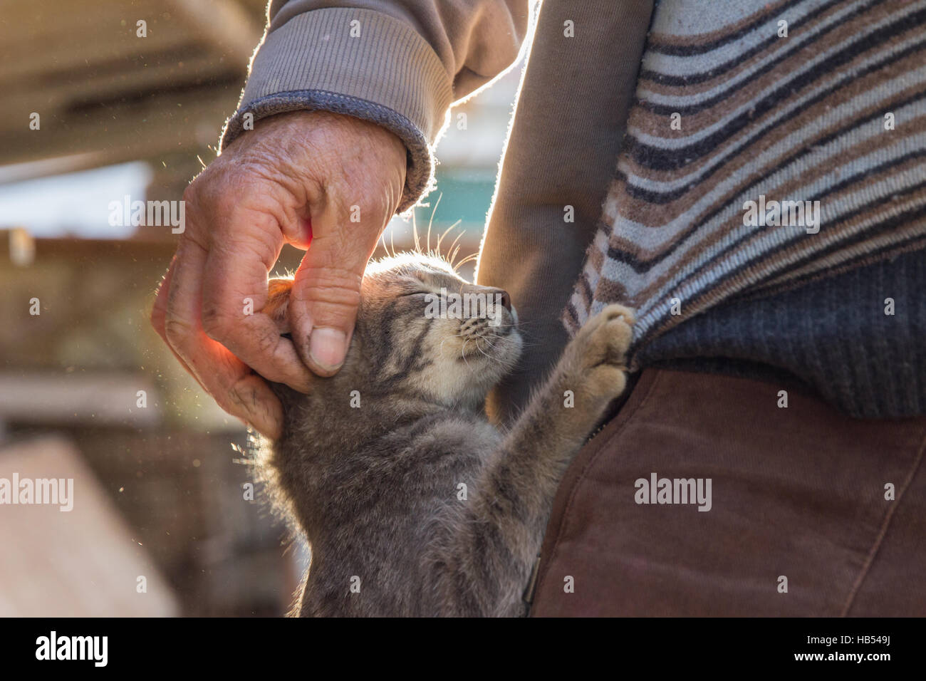 cat man pets people tenderness caress hugging  love care Stock Photo
