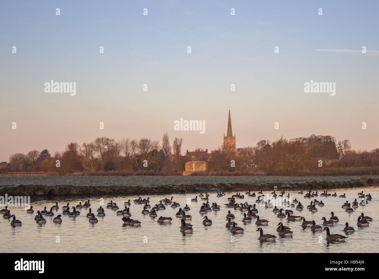 Canada Geese (Branta Canadensis) on River Thames at Lechlade, England,  United Kingdom Stock Photo