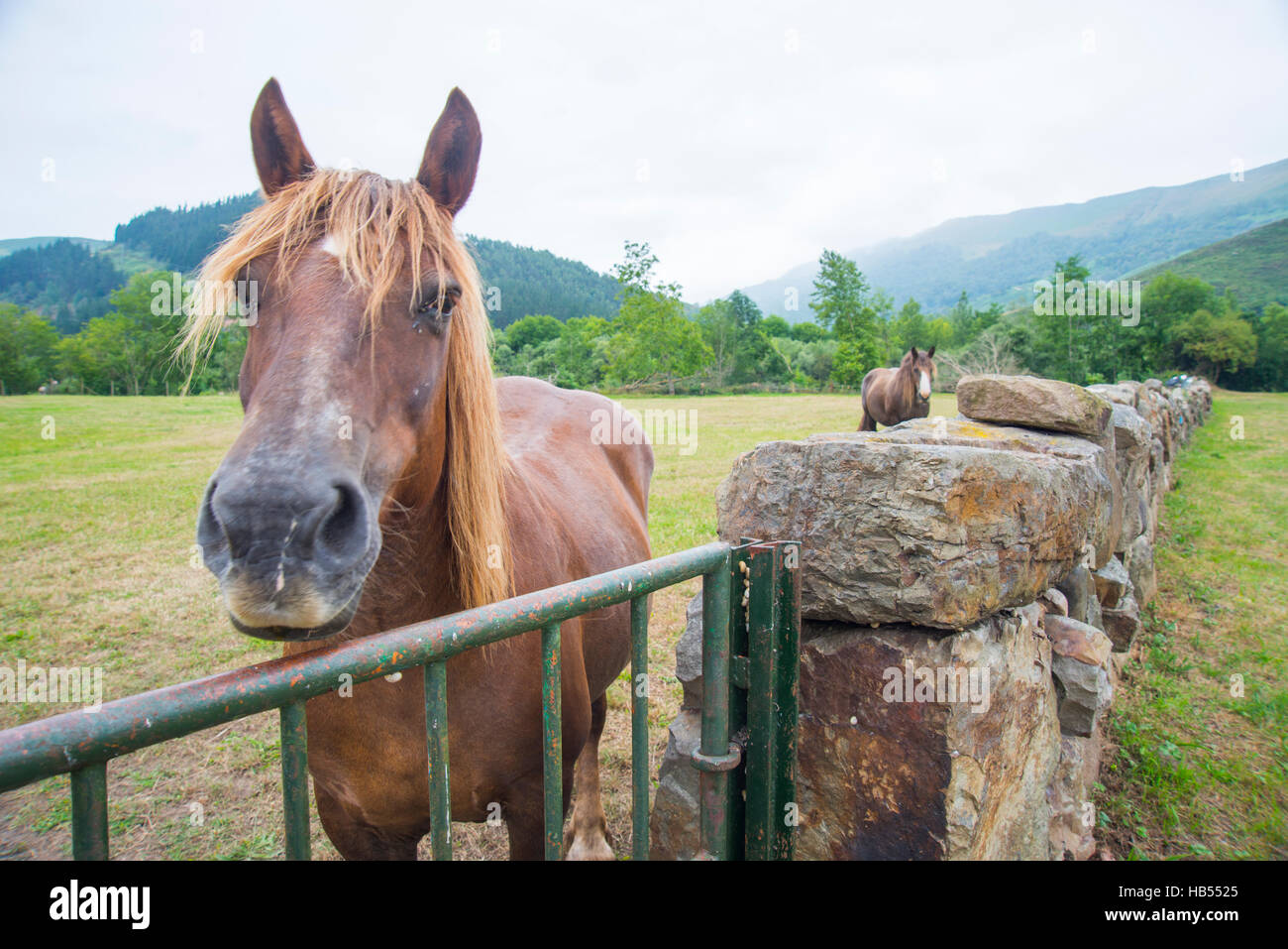 Two horses in a meadow. Ruente, Cantabria, Spain. Stock Photo