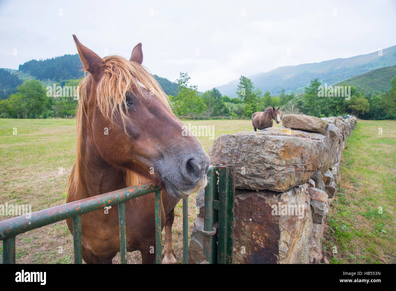 Two horses in a meadow. Ruente, Cantabria, Spain. Stock Photo