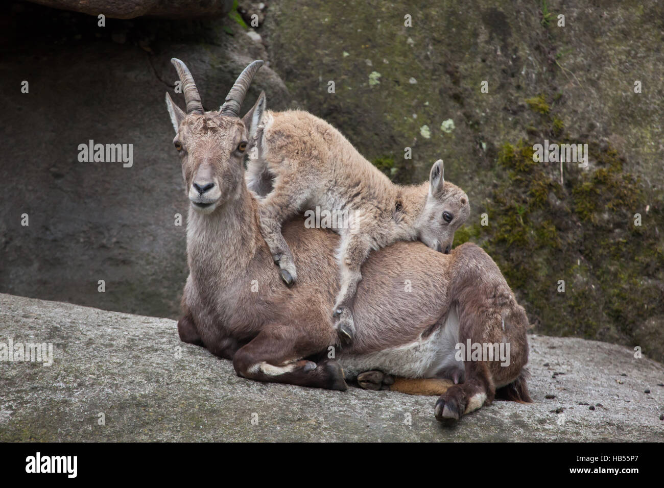 Alpine ibex (Capra ibex ibex), also known as the steinbock or bouquetin. Ibex kid playing with its mother at Hellabrunn Zoo in Munich, Bavaria, German Stock Photo