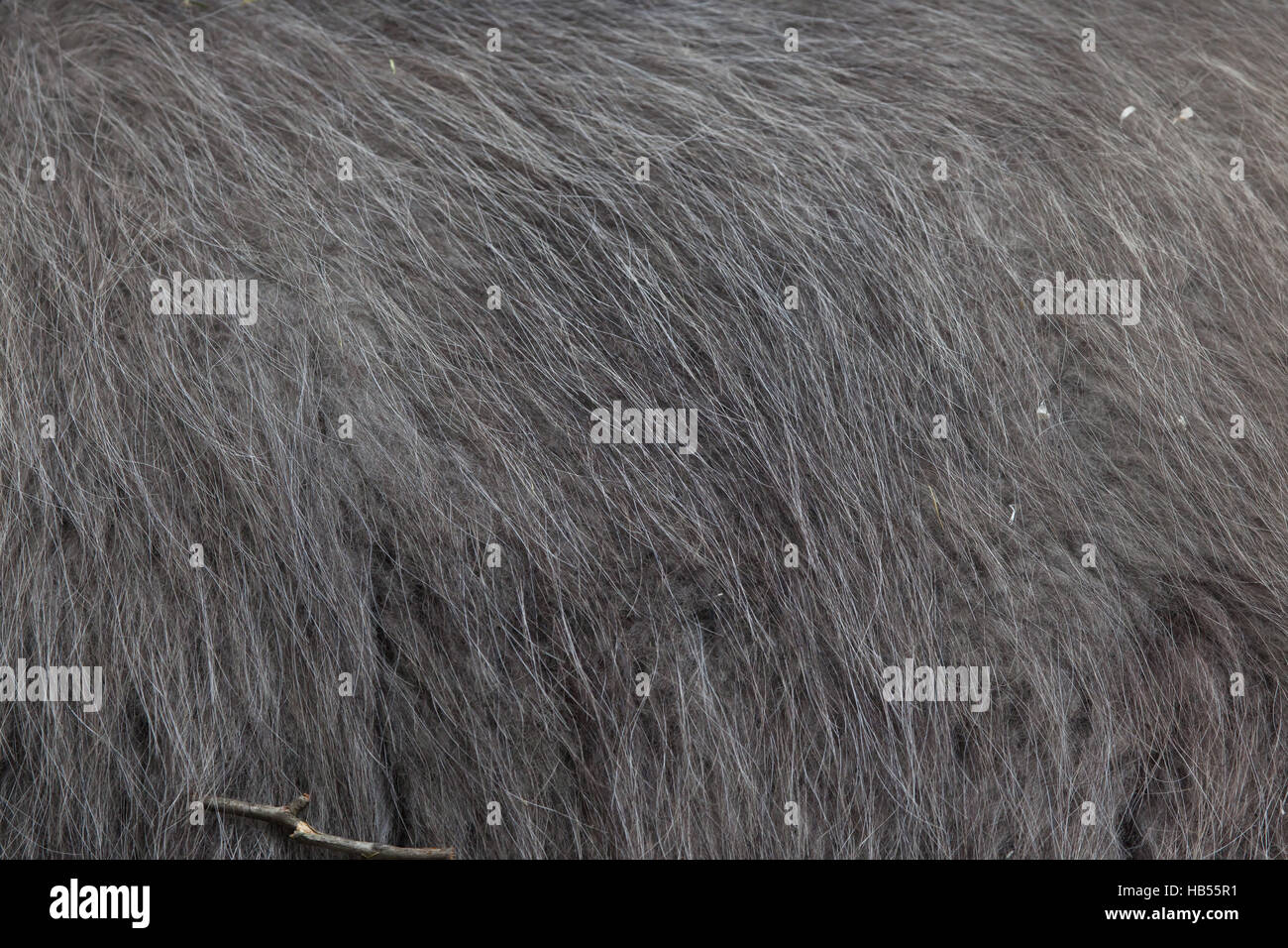 Llama (Lama glama). Fur texture. Stock Photo