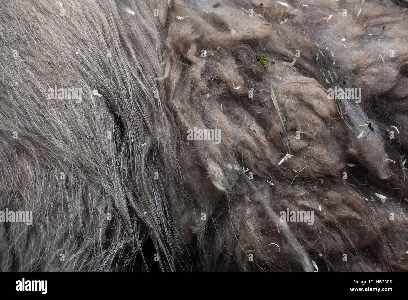 Llama (Lama glama). Fur texture. Stock Photo