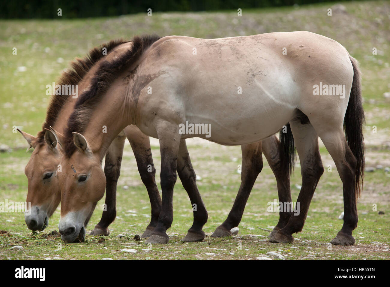 Przewalski's horse (Equus ferus przewalskii), also known as the Asian wild horse. Stock Photo