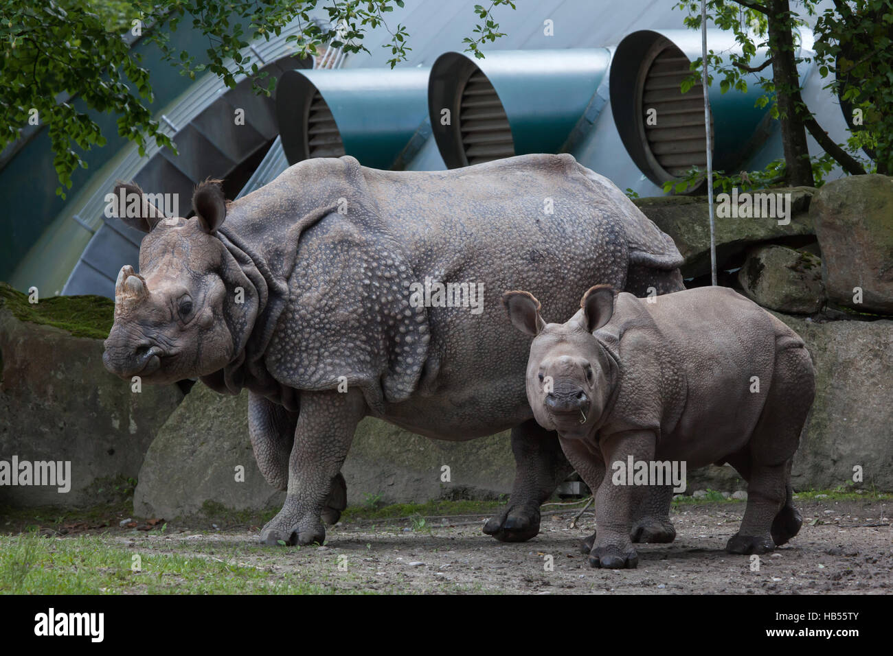 Nine-month-old Indian rhinoceros (Rhinoceros unicornis) called Puri with its mother Rapti at Hellabrunn Zoo in Munich, Bavaria, Germany. The baby rhin Stock Photo