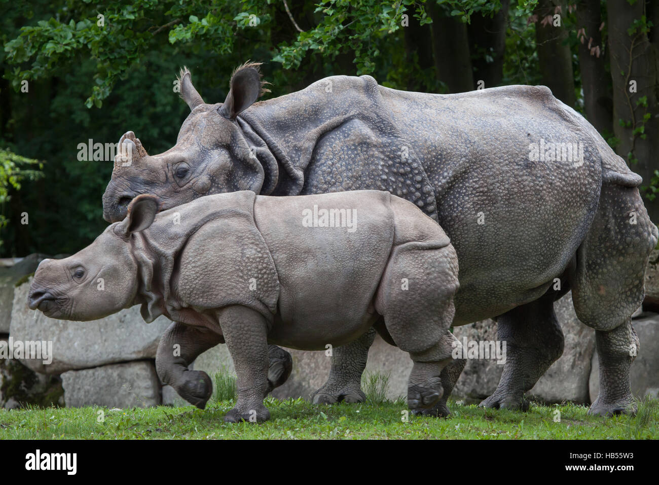 Nine-month-old Indian rhinoceros (Rhinoceros unicornis) called Puri with its mother Rapti at Hellabrunn Zoo in Munich, Bavaria, Germany. The baby rhin Stock Photo
