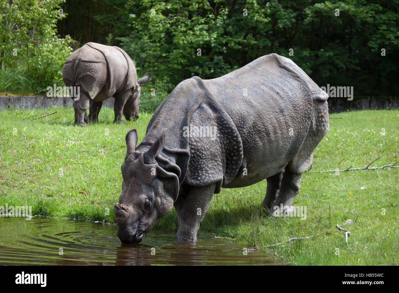 Indian rhinoceros (Rhinoceros unicornis) at Hellabrunn Zoo in Munich, Bavaria, Germany. Stock Photo