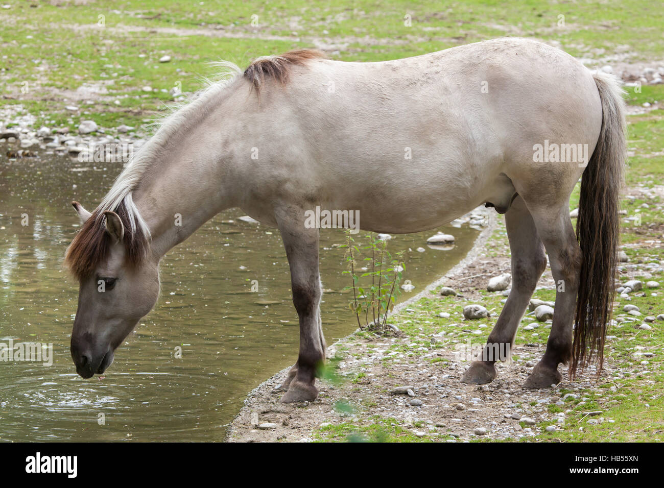 Heck horse (Equus ferus caballus), claimed to resemble the extinct tarpan (Equus ferus ferus) at Hellabrunn Zoo in Munich, Bavaria, Germany. Stock Photo