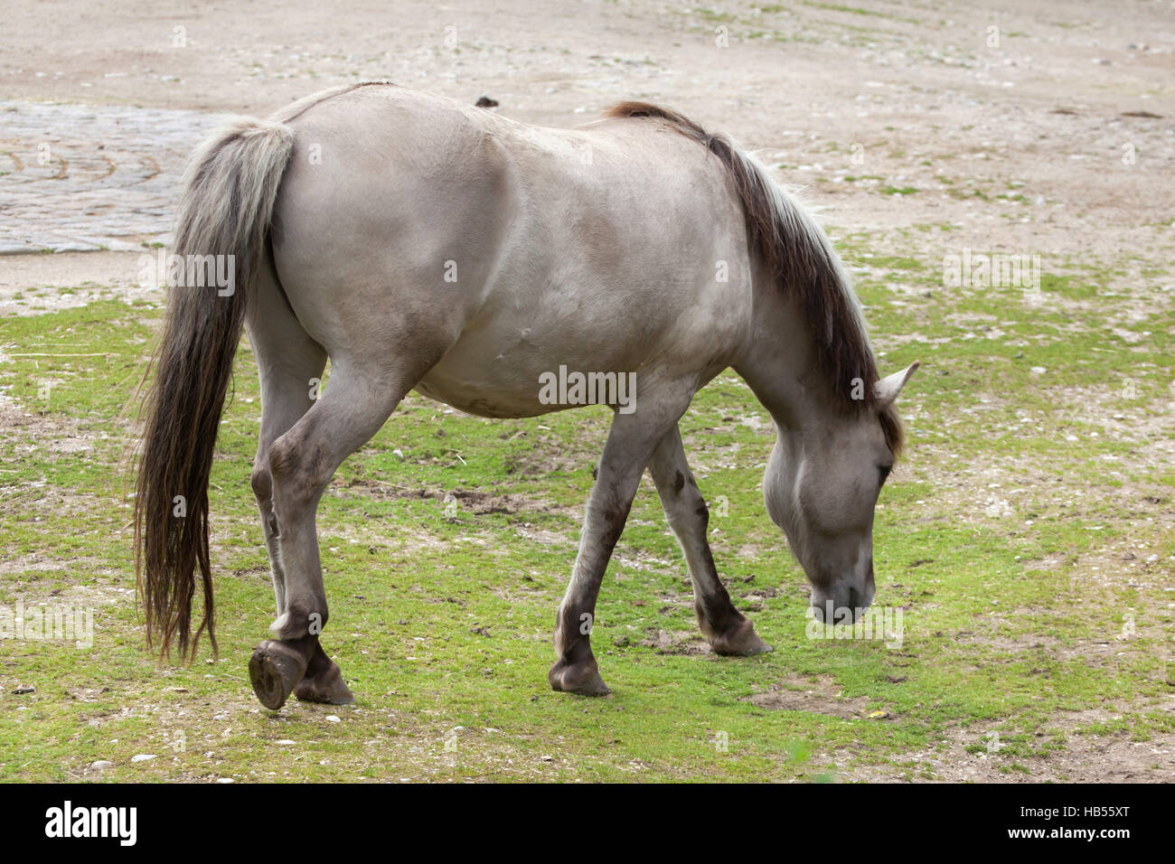 Heck horse (Equus ferus caballus), claimed to resemble the extinct tarpan (Equus ferus ferus) at Hellabrunn Zoo in Munich, Bavaria, Germany. Stock Photo