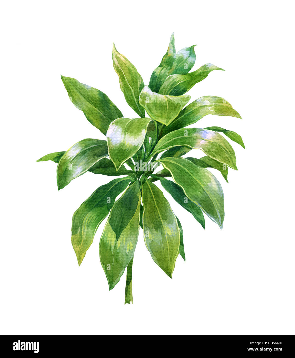watercolor painting of leaves on white background Stock Photo - Alamy
