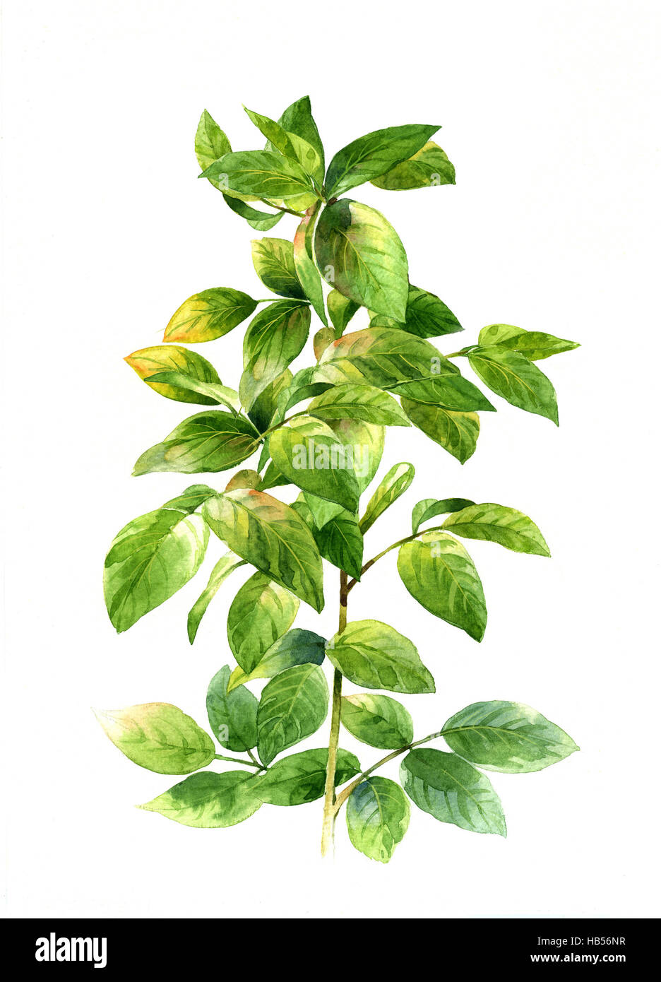 watercolor painting of leaves on white background Stock Photo - Alamy