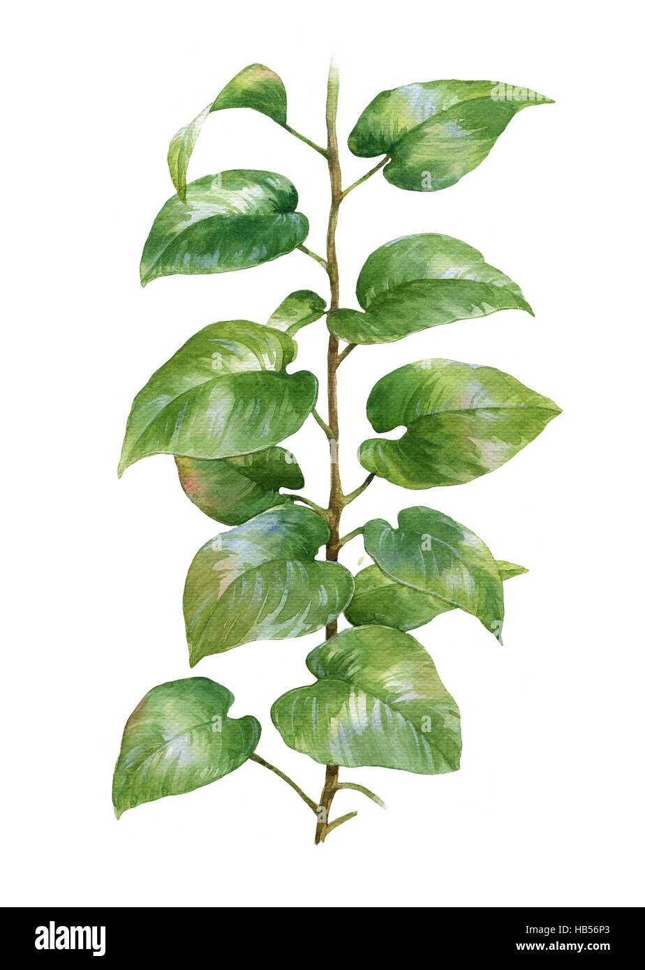 watercolor painting of leaves on white background Stock Photo - Alamy