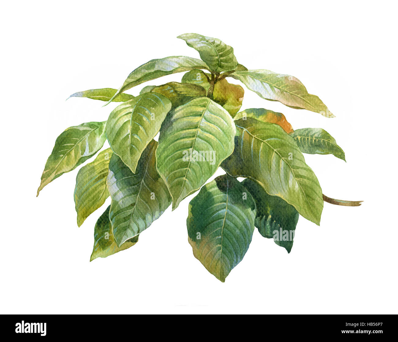 watercolor painting of leaves on white background Stock Photo - Alamy