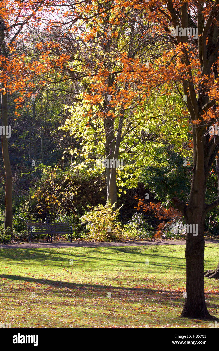 Trees with colored leaves, clear signs of autumn, bright day - dry. Stock Photo