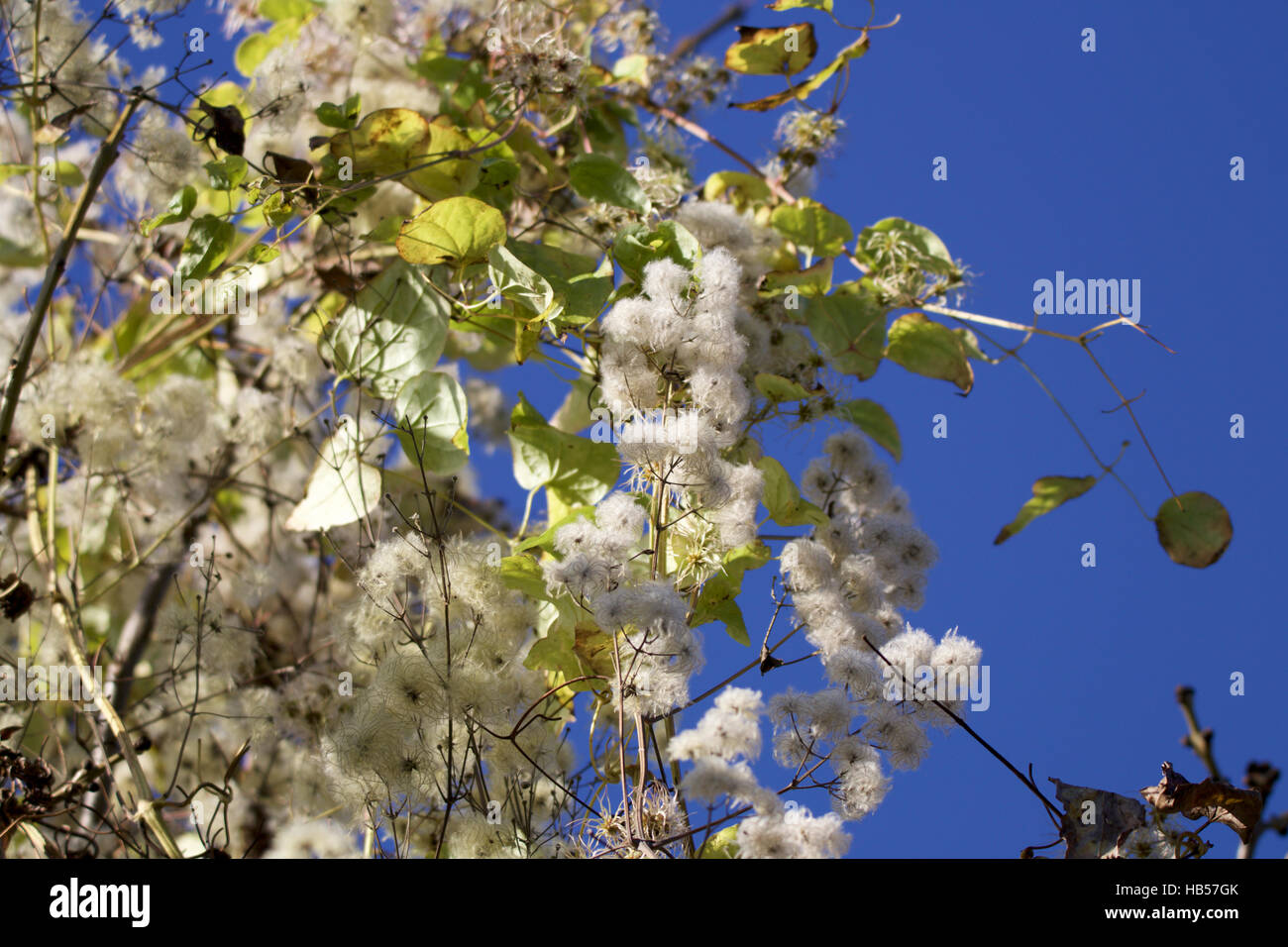 Cotton Like Stock Photos & Cotton Like Stock Images Alamy