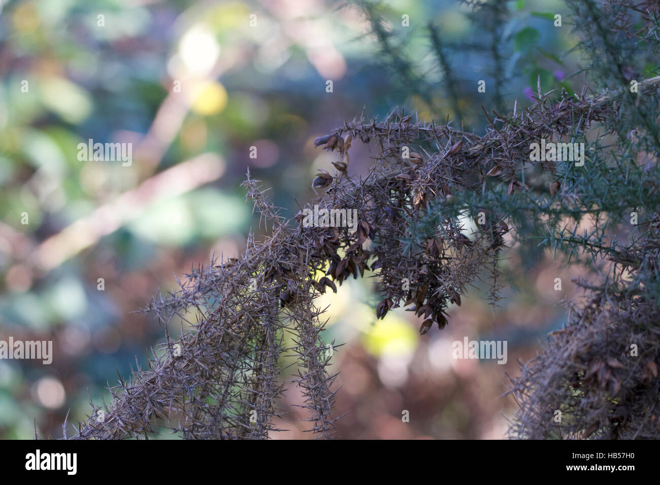 Well spiked thorn, with loads of prickles, dry standing out from live green blurred background Stock Photo