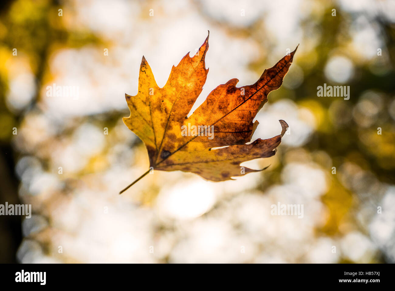 Leaf Falling from Tree captured on camera... Αutumn Background Stock Photo