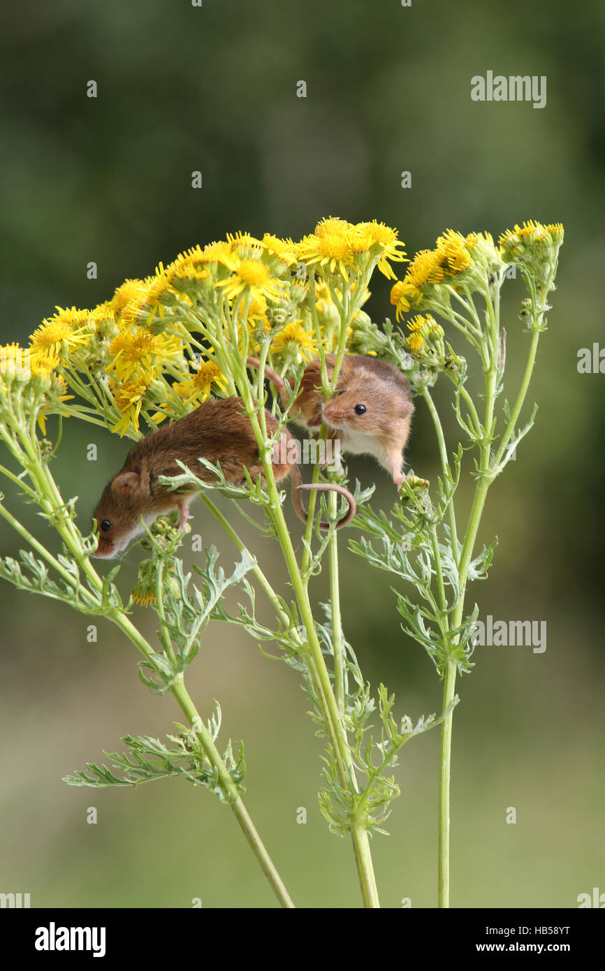 Harvest Mice (Micromys minutus) Stock Photo