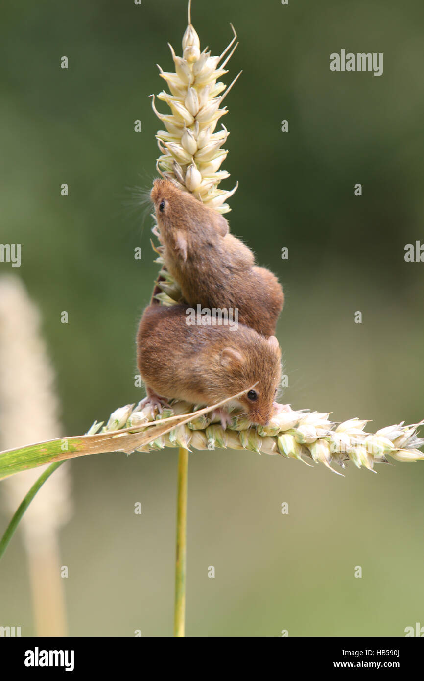 Harvest Mice ( Micromys minutus) Stock Photo