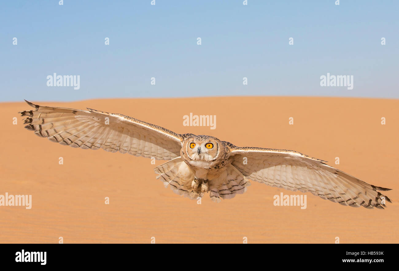 Desert tawny owl (strix hadorami) flying in a desert near Dubai Stock Photo  - Alamy