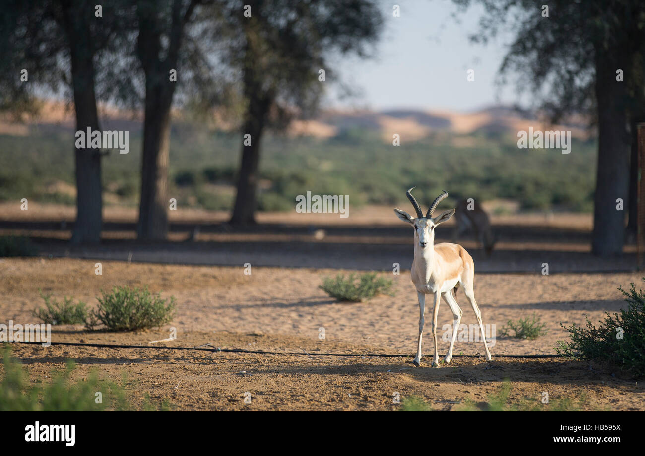 Sand gazelle (gazella subgutturosa) in a desert near Dubai Stock Photo ...