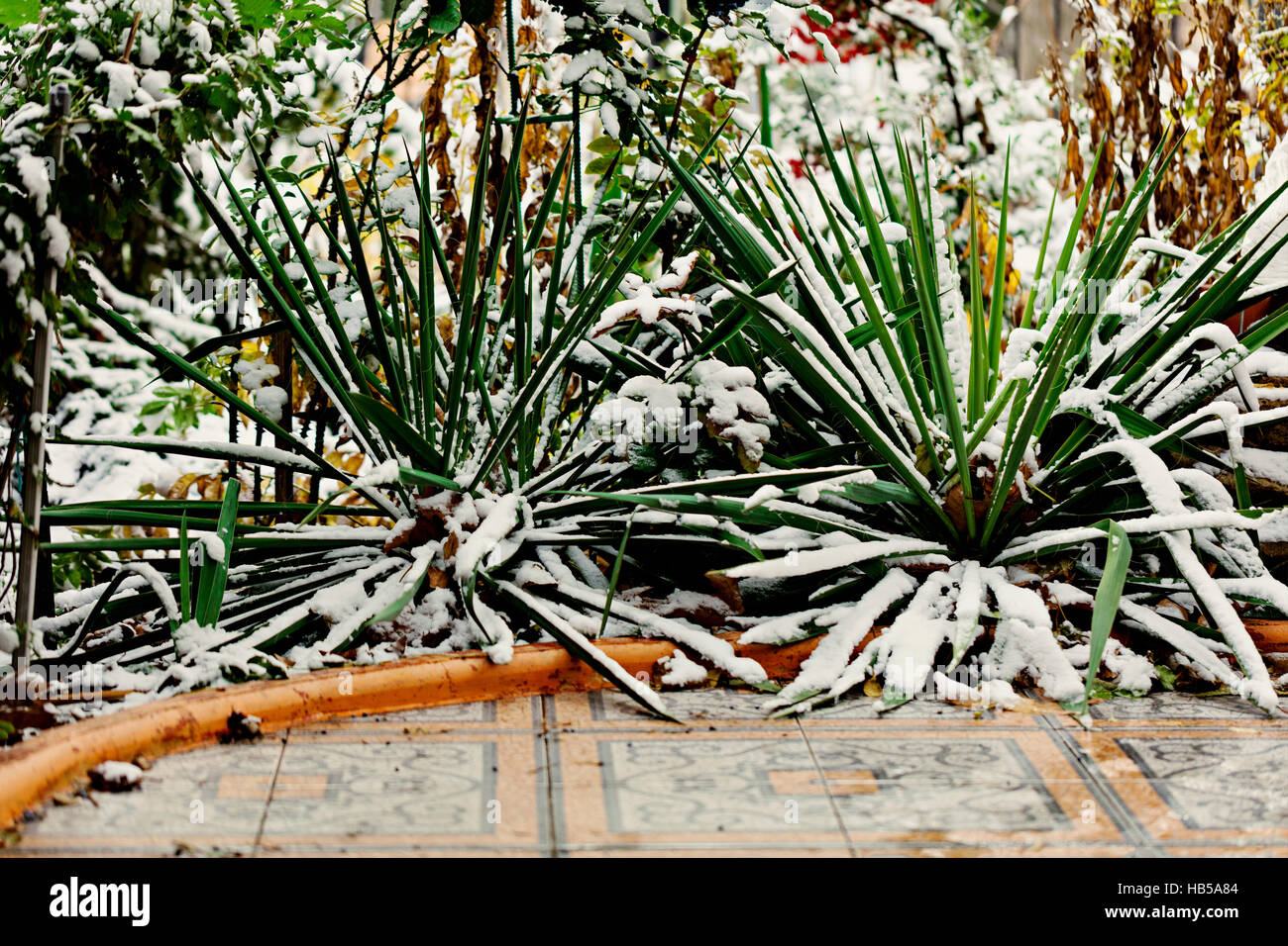 The bushes grate burs (Elumus arenarius) winter in the snow. Stock Photo