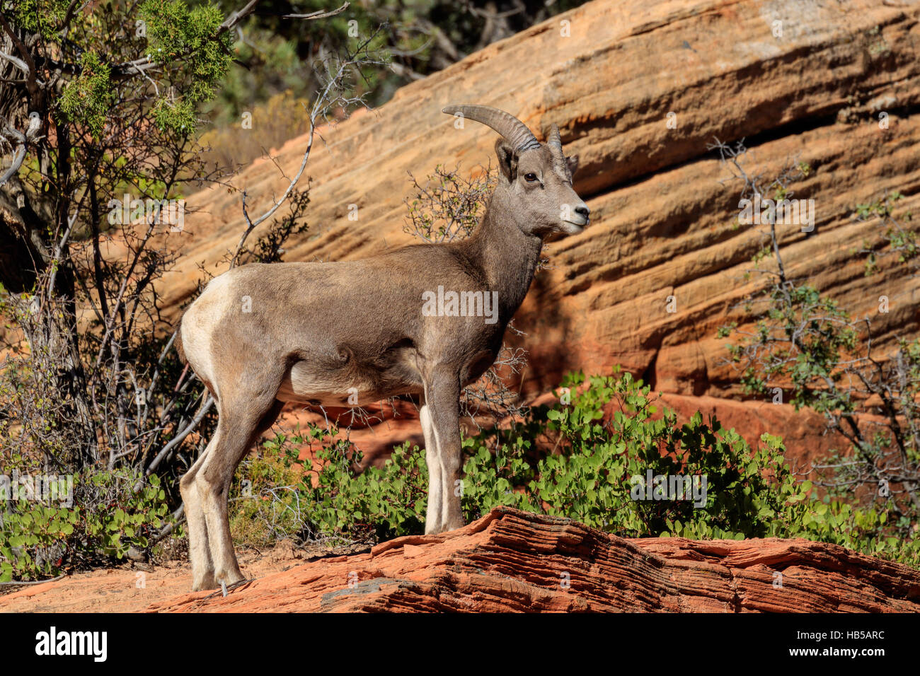 Bighorn sheep cliff hires stock photography and images Alamy
