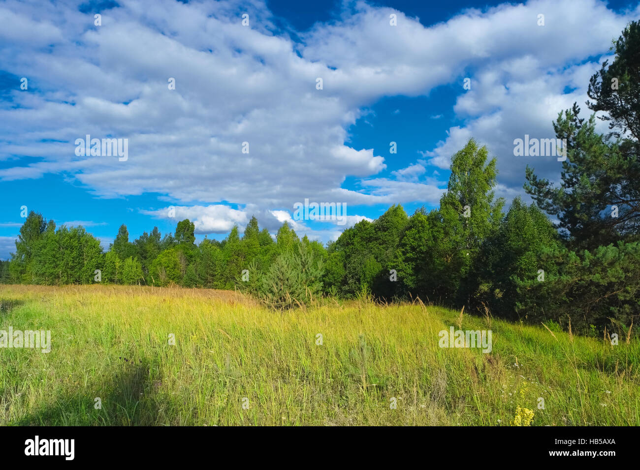 Beautiful summer scenery with trees, grass and blue cloudy sky. Scenic natural landscape. Stock Photo