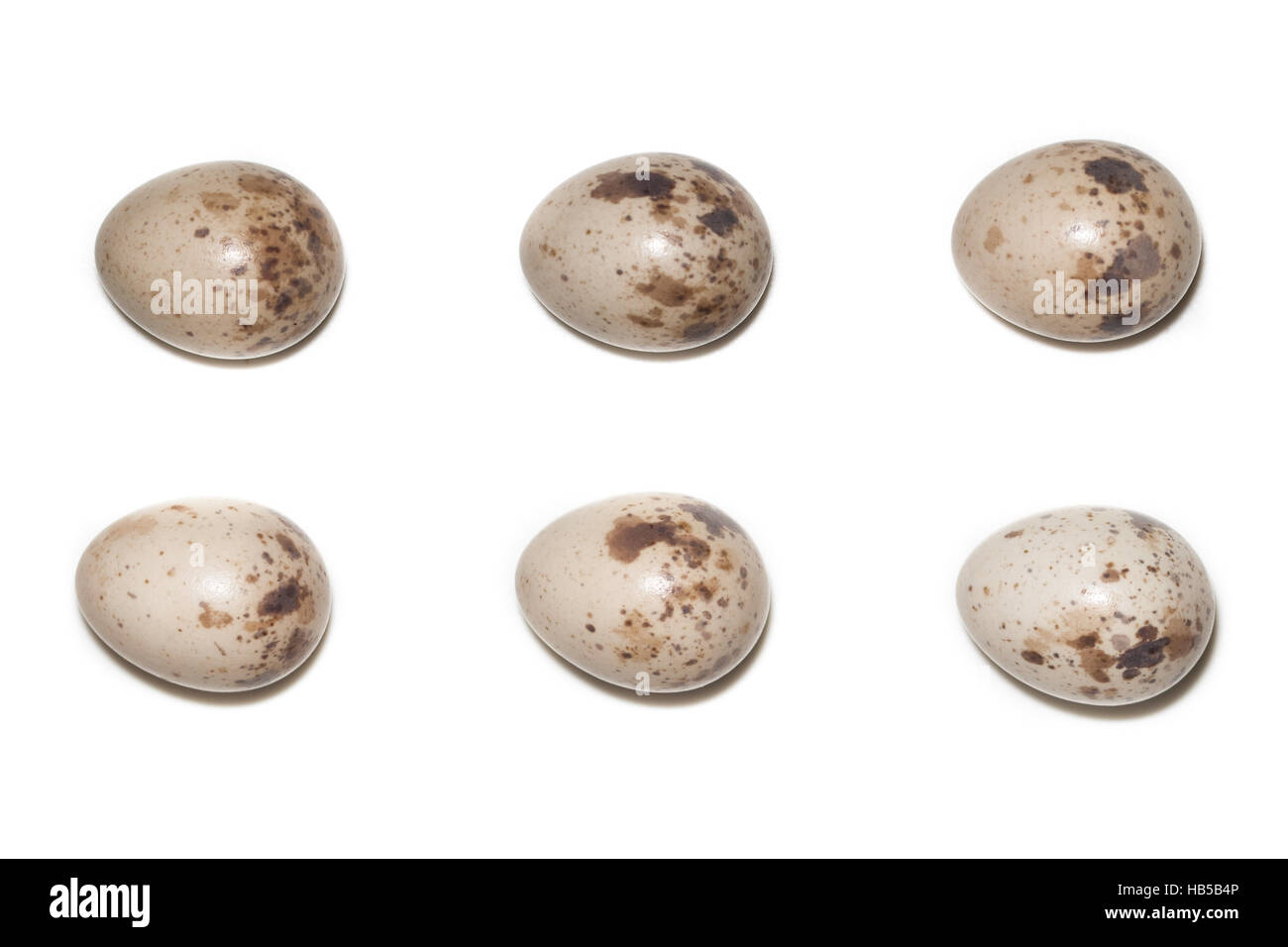 The eggs of the Common Shrike in front of white background, isolated. Stock Photo